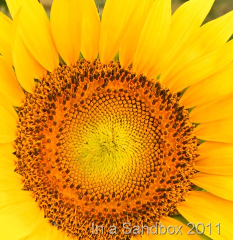 [sunflower-macroLR%255B7%255D.jpg]