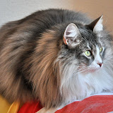 gatti