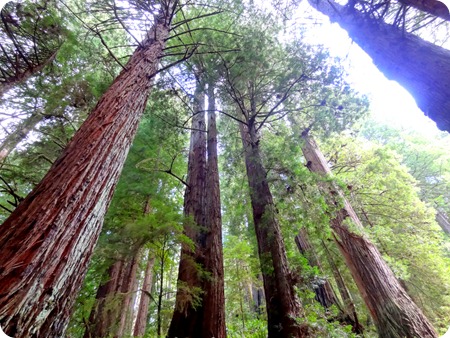 big redwoods