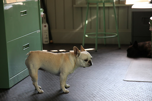 Francesca!  No time for napping!  It's time to get to work!  Susie's on vacation and someone has to fill in for her.  Who is better suited than we, Frenchies, of superior intelligence?