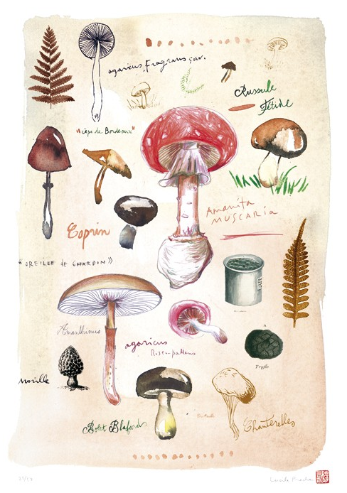 [mushroom%2520illustration%2520french%2520artwork%255B4%255D.png]