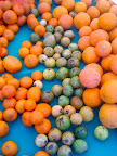 Tangerines, guavas, and blood oranges, oh my! Tangerines, guavas, and blood oranges, oh my!