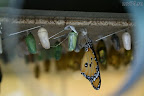Butterfly, 3