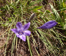 Triteliahna20120505_23