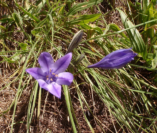 Triteliahna20120505_23