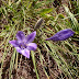 Triteliahna20120505_23