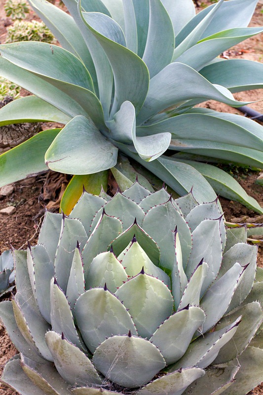 [120929_SucculentGardens_Agave-attenuata-Boutin-Blue-%252B-Agave-parryi_02%255B7%255D.jpg]