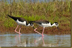 Black-necked Stilt  _ROT4284   NIKON D3S June 04, 2011