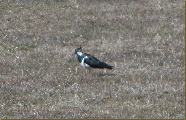 SAM_5021 Lapwing SAM_5021 Lapwing