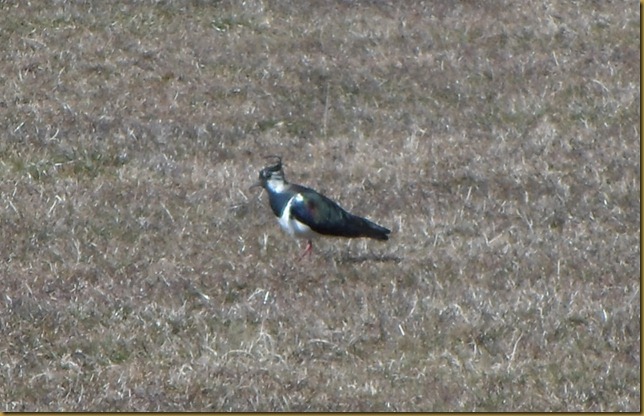 SAM_5021 Lapwing