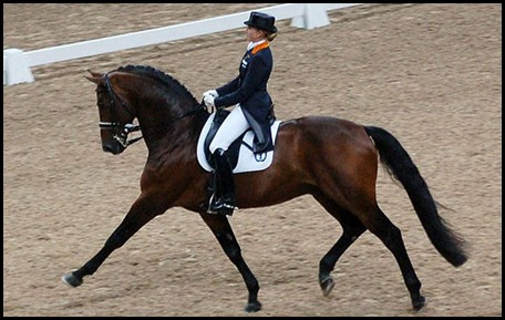dressage-contact