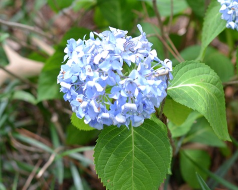 flowers flowers