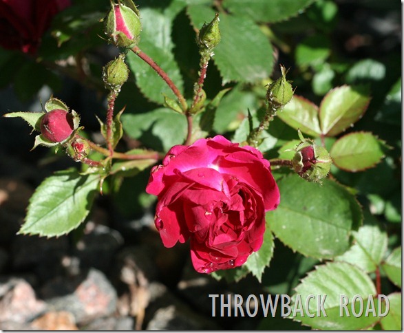 rose 001