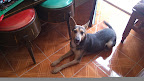 CUZ-CUZ ahora stinky feliz en su casa