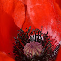 Field Poppy