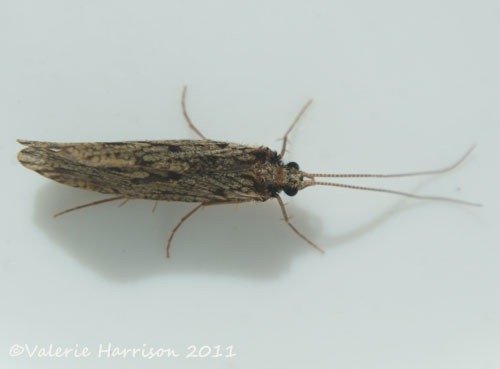 [caddis-fly%255B3%255D.jpg]
