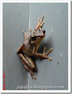 Polypedates leucomystax_Katak Pohon Bergaris_Stripped Tree Frog 5 Polypedates leucomystax_Katak Pohon Bergaris_Stripped Tree Frog 5