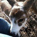 White tailed deer- piebald