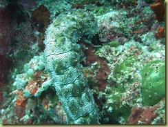 Sea Cucumber Mouth