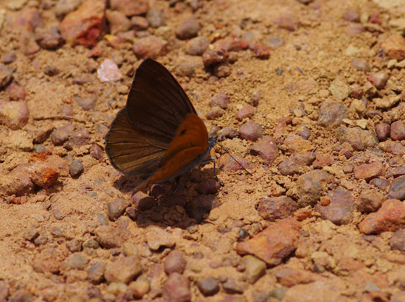 Sevenia amulia CRAMER, 1777, mâle. Piste vers Ebogo, Cameroun, 8 avril 2012. Photo : J.-M. Gayman