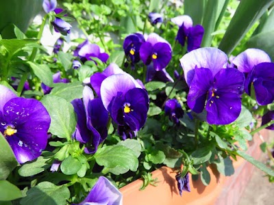 IMG_9839.JPG