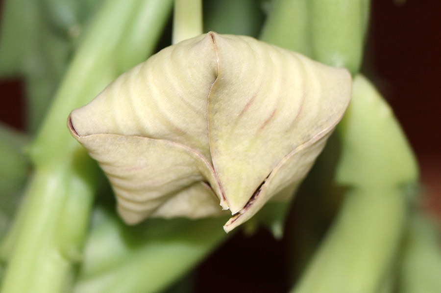 [111226_orbea_variegata_closed%255B3%255D.jpg]