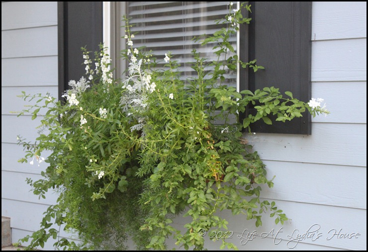 window box 5 window box 5