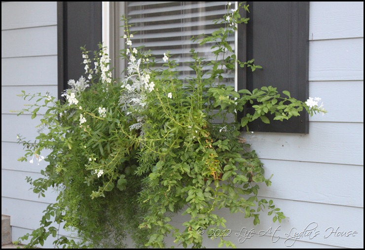 window box 5