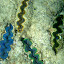 Snorkeling In The Whitsundays - Airlie Beach, Australia