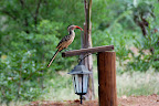 Denne “hornbill” var også en af lodgens faste gæster.