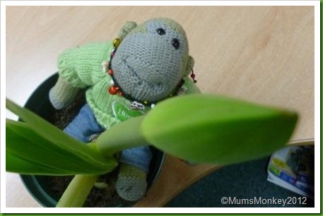 Rude Plant Rude Plant