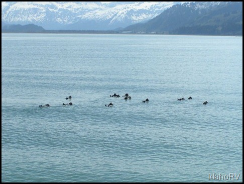 Raft-of-Sea-Otter