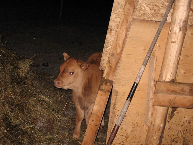 [calf%2520007%255B3%255D.jpg]