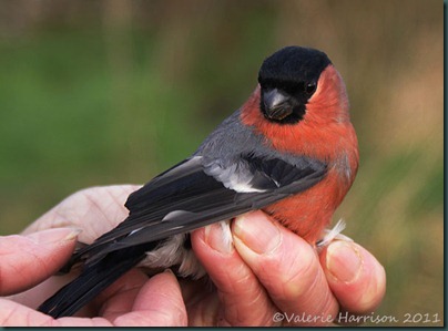 9-Bullfinch