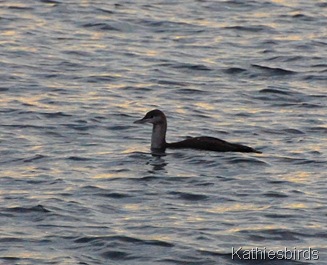 7. red-throated loon-kab