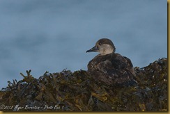 American (Black) Scoter - Melaanitta americana