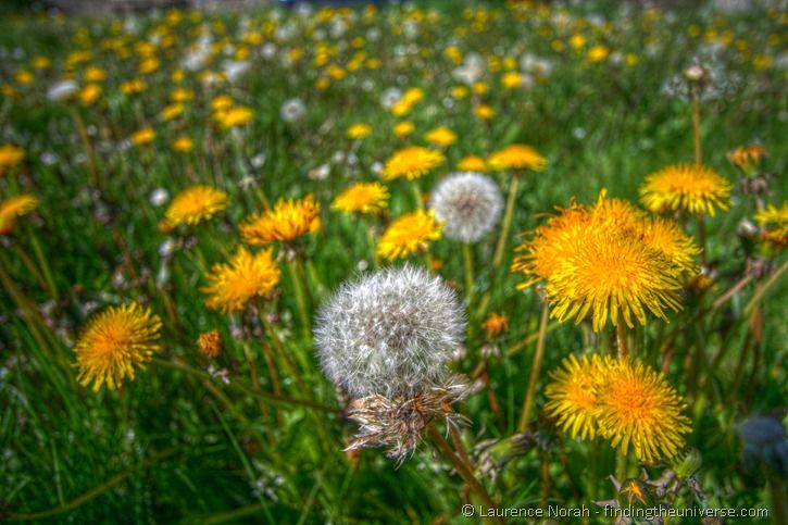 The future is bright and full of dandelions