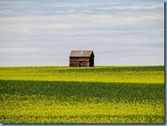 8722 Alberta Trans-Canada Highway 1 - canola field