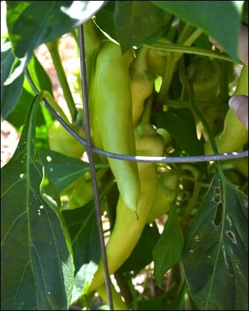 banana peppers