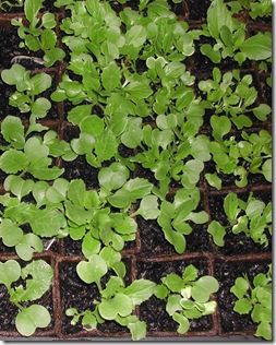 Chinese cabbage seeds have germinated well, and need to be thinned to a single seedling per pot.