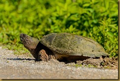 Common Snapping Turtle