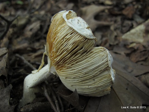 white mushroom white mushroom