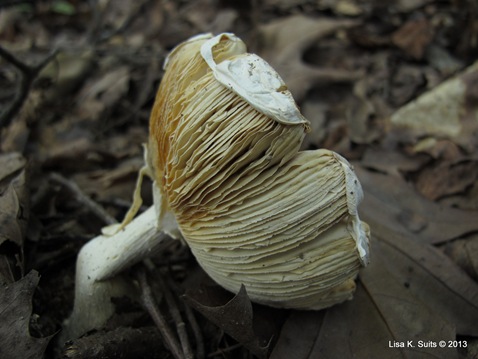 white mushroom