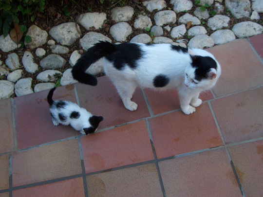 [animals-mini-me-6%255B2%255D.jpg]