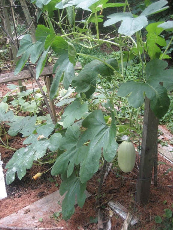 [picnic%2520014.jpg]