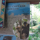 The White cheeked gibbon sign at the Nashville sign 09032011