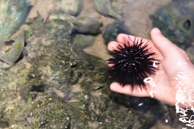 [SeaUrchin%2520%25281%2520of%25201%2529%255B4%255D.jpg]