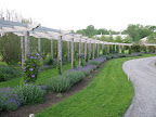 I zipped by the pergola, soaking in the beauty of the clematis and other purple delights.