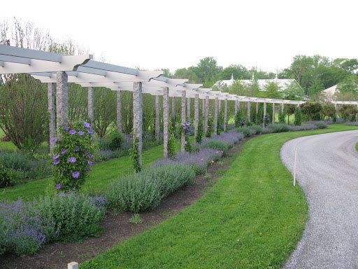 I zipped by the pergola, soaking in the beauty of the clematis and other purple delights.