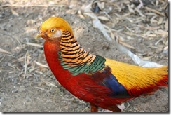 bird4 bird4